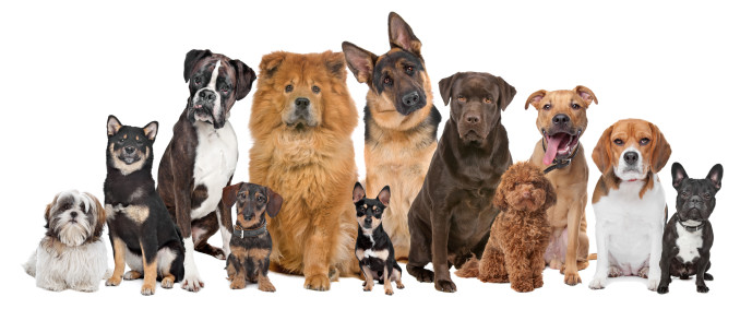dogs