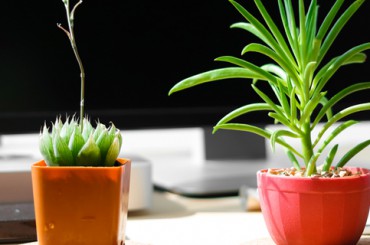 7 растений-аскетов, которые выживут в любом офисе