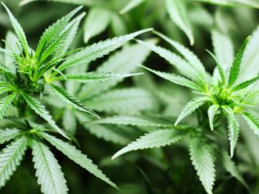 На самой засекреченной ферме Австралии будут выращивать марихуану