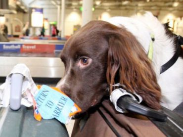 Собаки-сыщики в аэропорту Манчестера отбирают у пассажиров сыр и колбасу