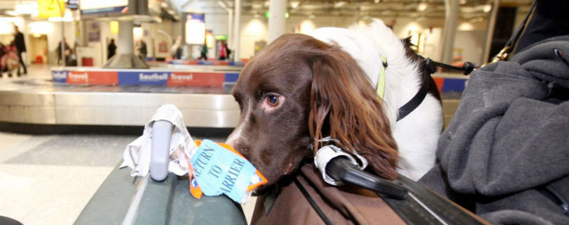 Собаки-сыщики в аэропорту Манчестера отбирают у пассажиров сыр и колбасу