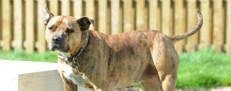 «Самая одинокая собака Великобритании» получила работу в Голливуде