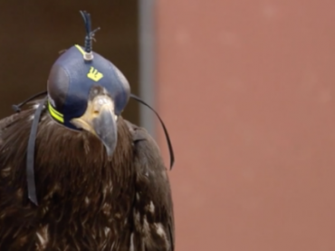 В Нидерландах борьбой с дронами занялись орлы в забавных шапочках