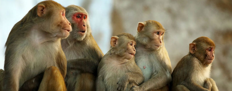 Натуралист Дэвид Аттенборо призвал прекратить жестокие опыты на приматах