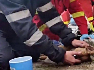 Румынский пожарный спас собаку, сделав ей искусственное дыхание
