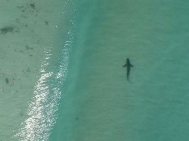 В Кейптауне дроны будут защищать туристов от акул