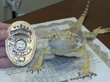 Полиция Аризоны наняла бородатого дракона для поиска наркотиков