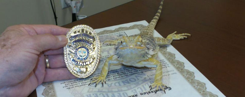 Полиция Аризоны наняла бородатого дракона для поиска наркотиков