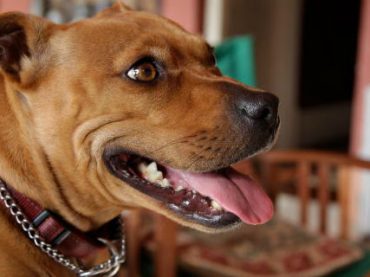 Австралийская собака вошла в редколлегию семи научных журналов