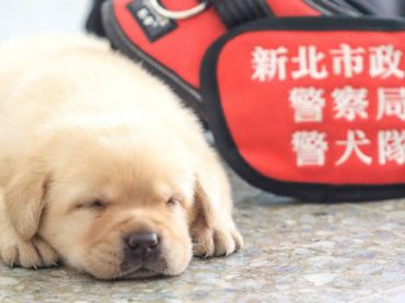 Полиция Тайваня похвасталась щенками (фото)
