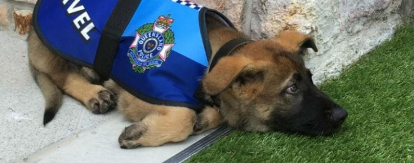 В Австралии пса уволили из полиции из-за дружелюбия