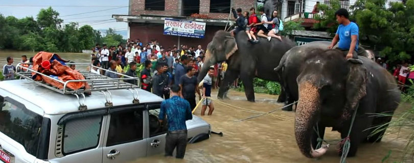 В Непале спасение туристов поручили специально обученным слонам