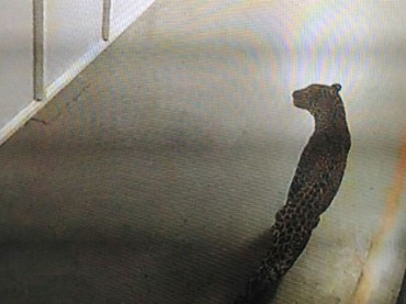 В Индии леопард разогнал сотрудников завода на окраине Дели
