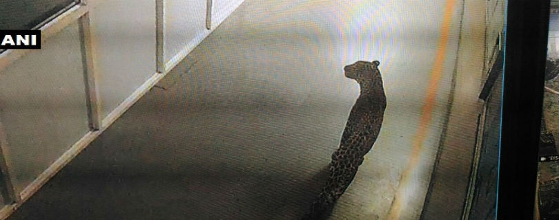 Индийский леопард разогнал сотрудников завода на окраине Дели