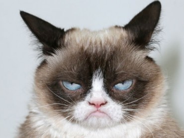 Владелица знаменитого Grumpy Cat отсудила $710 тысяч за авторское право